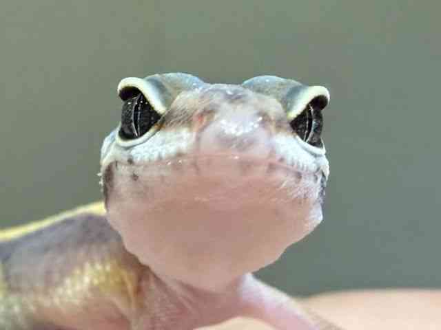 ヒョウモントカゲモドキ
