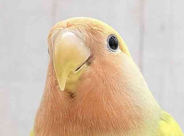
                    コザクラインコ