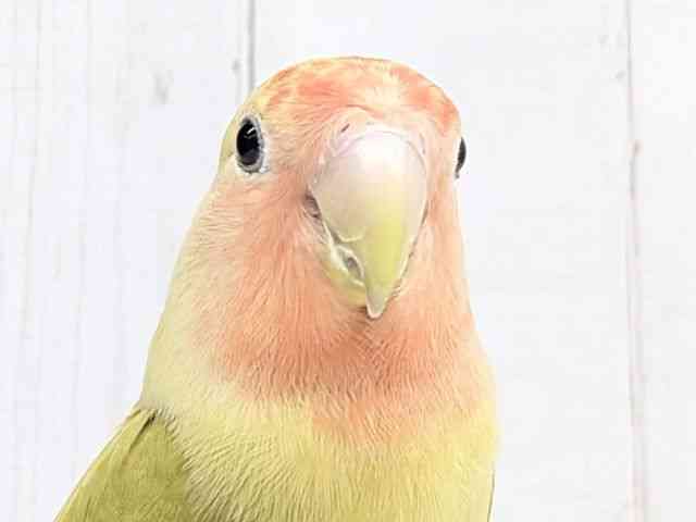 
                    コザクラインコ