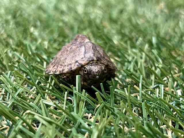 カブトニオイガメ