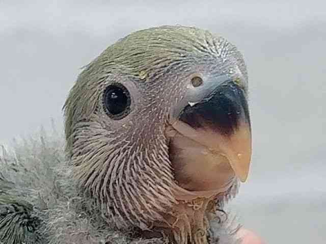 
                    コザクラインコ