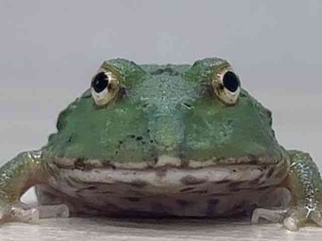 クランウェルツノガエル