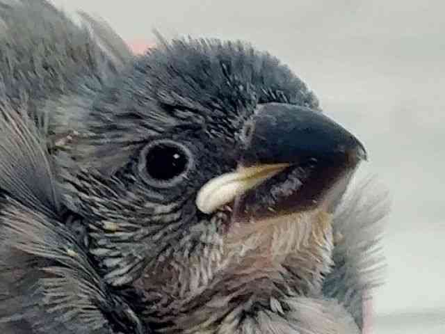 
                    ブンチョウ