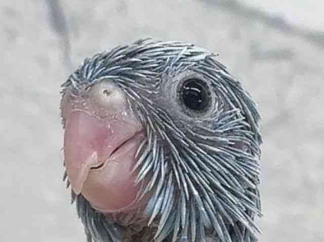 
                    マメルリハ