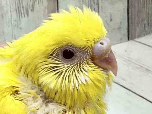 
                    セキセイインコ