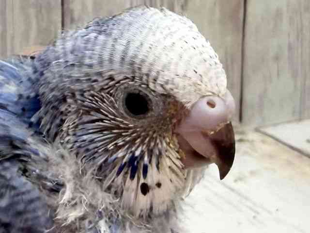 
                    セキセイインコ
