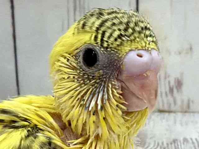 
                    セキセイインコ
