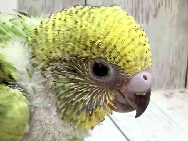 
                    セキセイインコ