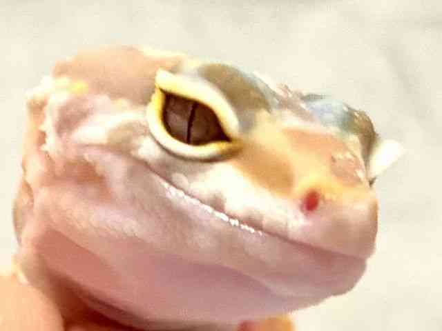 ヒョウモントカゲモドキ