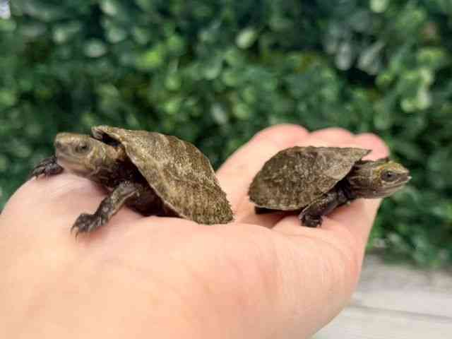 ニホンイシガメ
