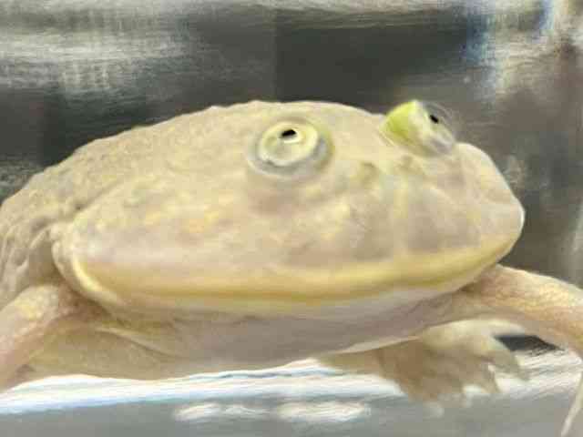 バジェットガエル