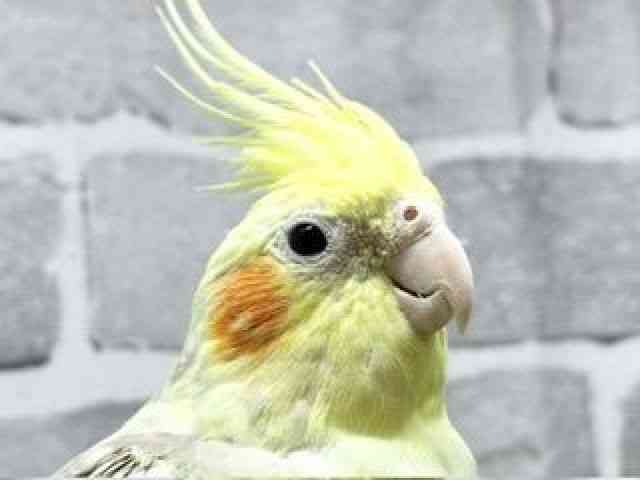 
                    オカメインコ