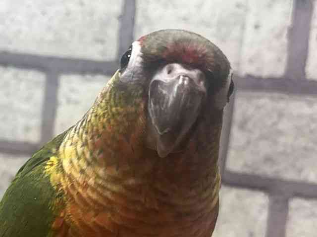 
                    ワキコガネイロウロコインコ
