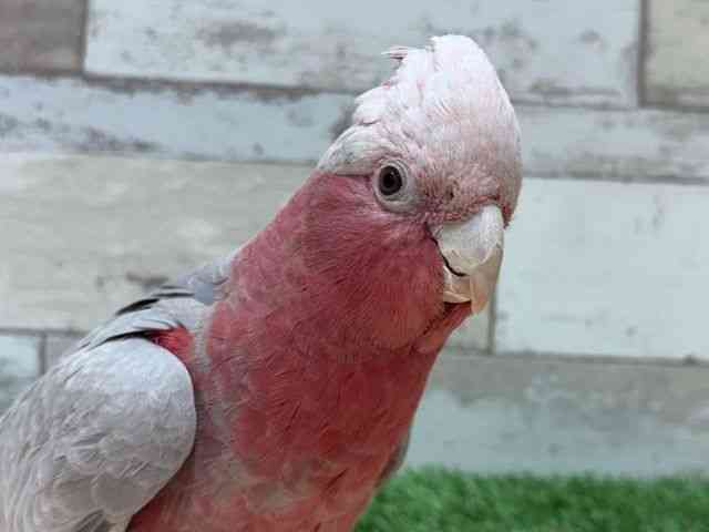 
                    モモイロインコ