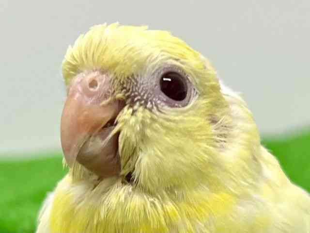 
                    ビセイインコ