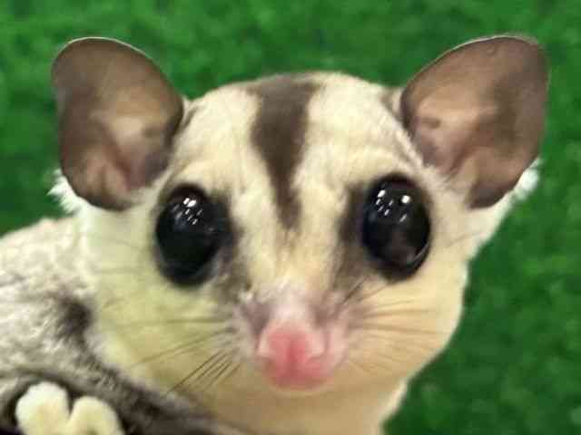 
                    フクロモモンガ