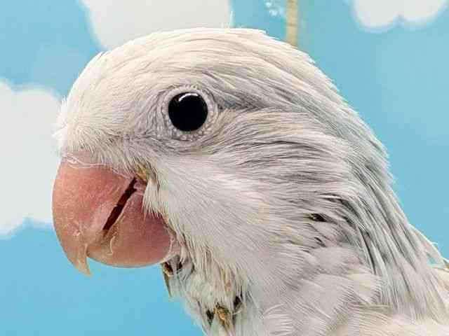 
                    オキナインコ