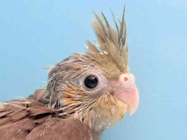 
                    オカメインコ