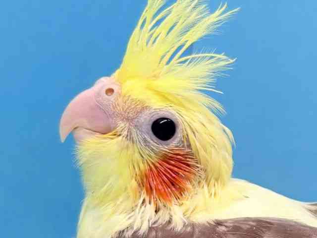 
                    オカメインコ