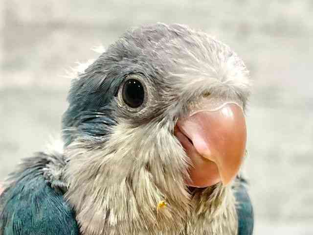 
                    オキナインコ