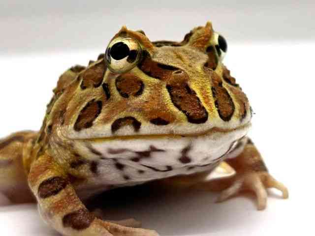 クランウェルツノガエル