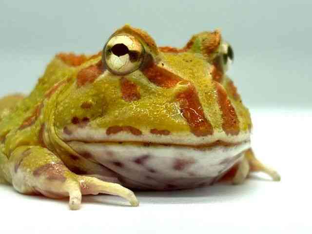 クランウェルツノガエル