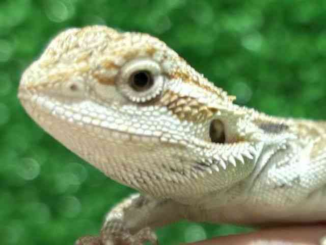 フトアゴヒゲトカゲ