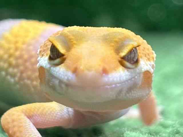 ヒョウモントカゲモドキ