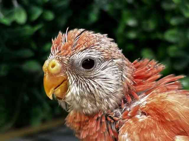 
                    アキクサインコ