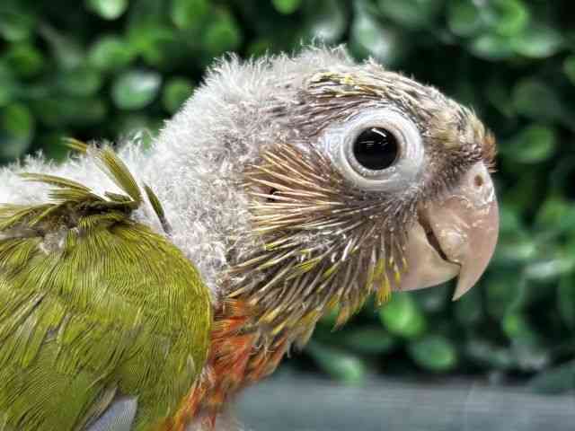 
                    ホオミドリアカオウロコインコ