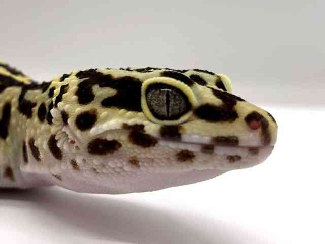 pet image