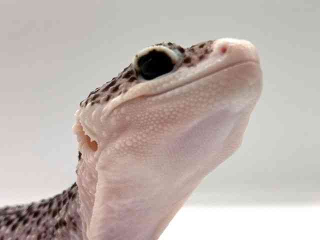 pet image