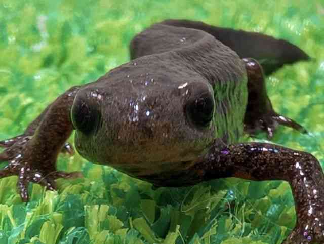 pet image