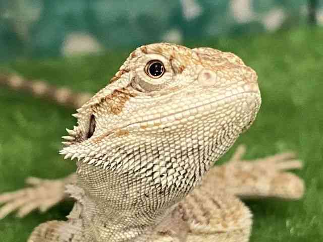 pet image