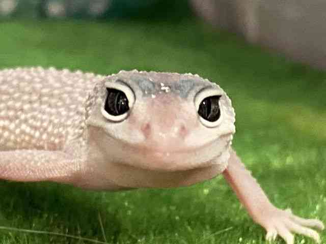 pet image