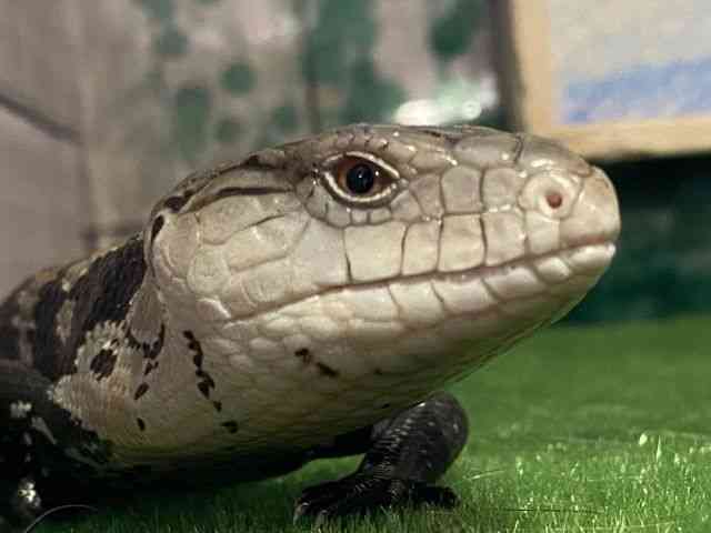 アオジタトカゲ