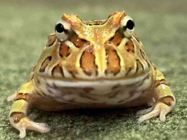 クランウェルツノガエル