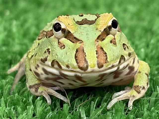 クランウェルツノガエル