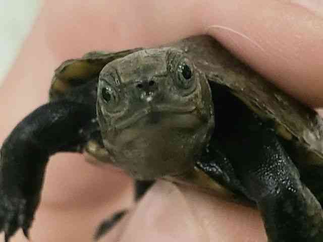 ニホンイシガメ