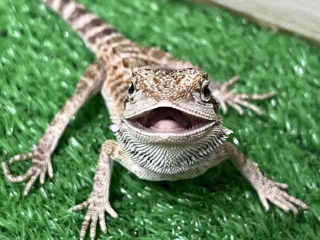 フトアゴヒゲトカゲ