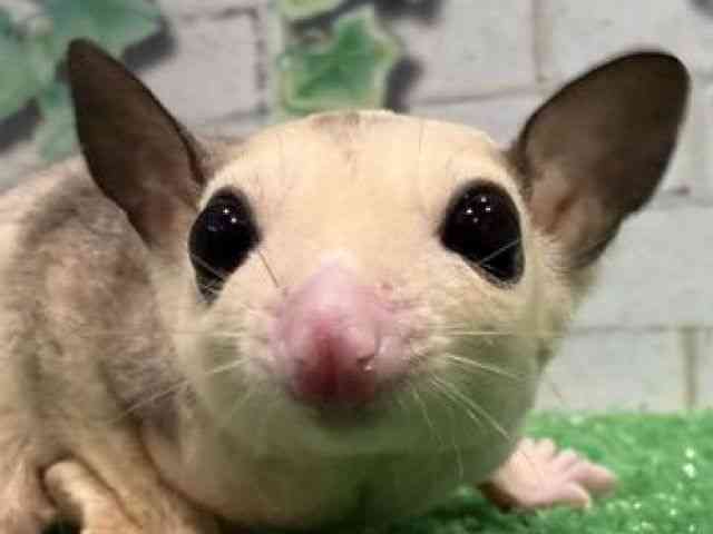 
                    フクロモモンガ