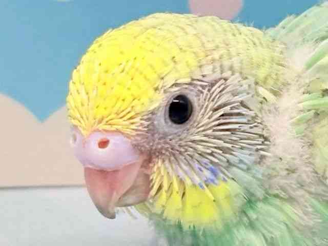 
                    セキセイインコ