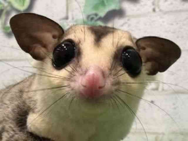 
                    フクロモモンガ