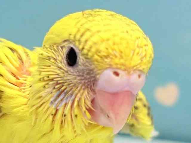 
                    セキセイインコ