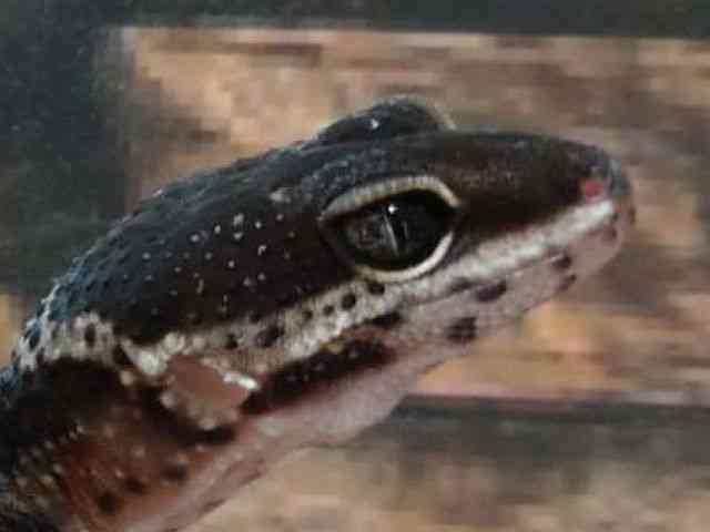 ヒョウモントカゲモドキ
