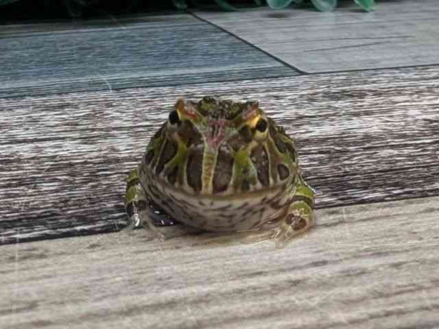 ベルツノガエル