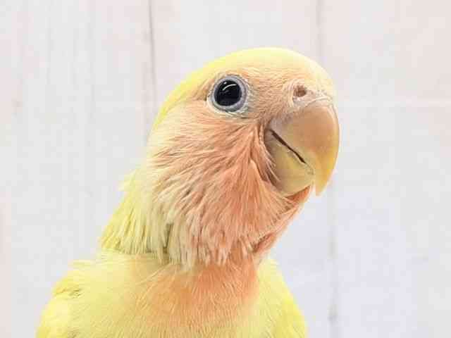 
                    コザクラインコ