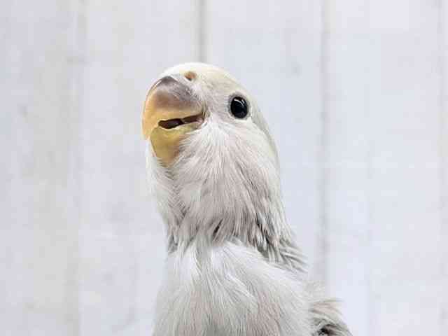 
                    コザクラインコ