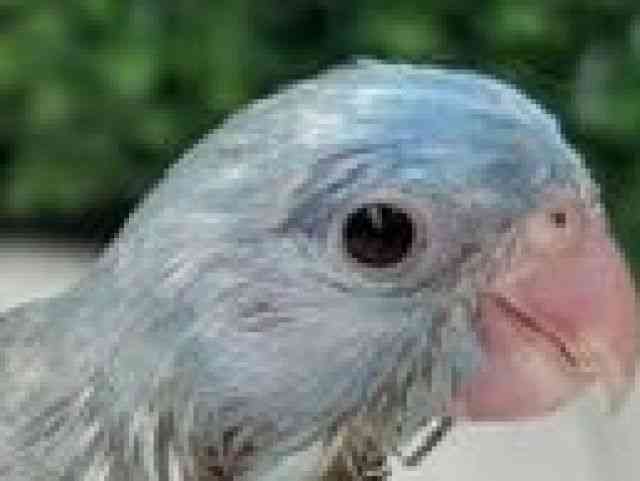 
                    マメルリハ