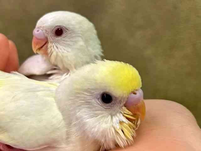 
                    セキセイインコ